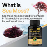 Black Seed Oil Bladder Wrack Turmeric 16-in-1 Supplements Joint Support Sea Moss Capsule
